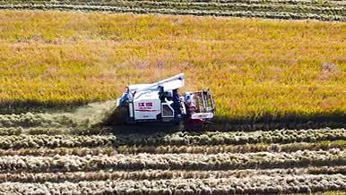 4K航拍秋收丰收水稻收割机械收割乡村农田视频的预览图